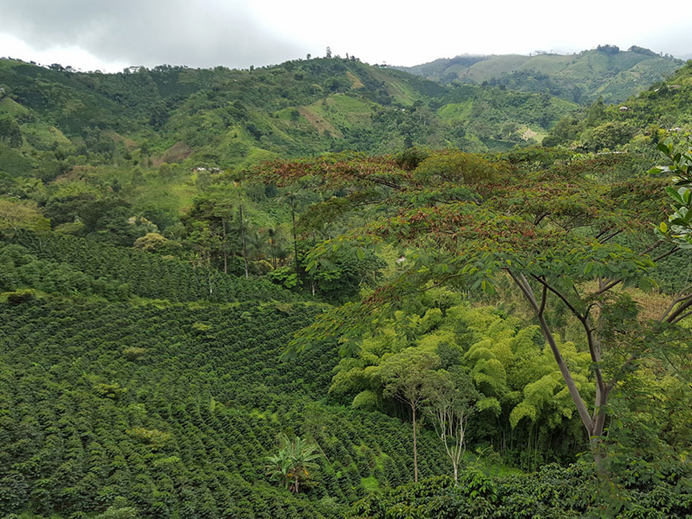 Coffee crops in Colombia