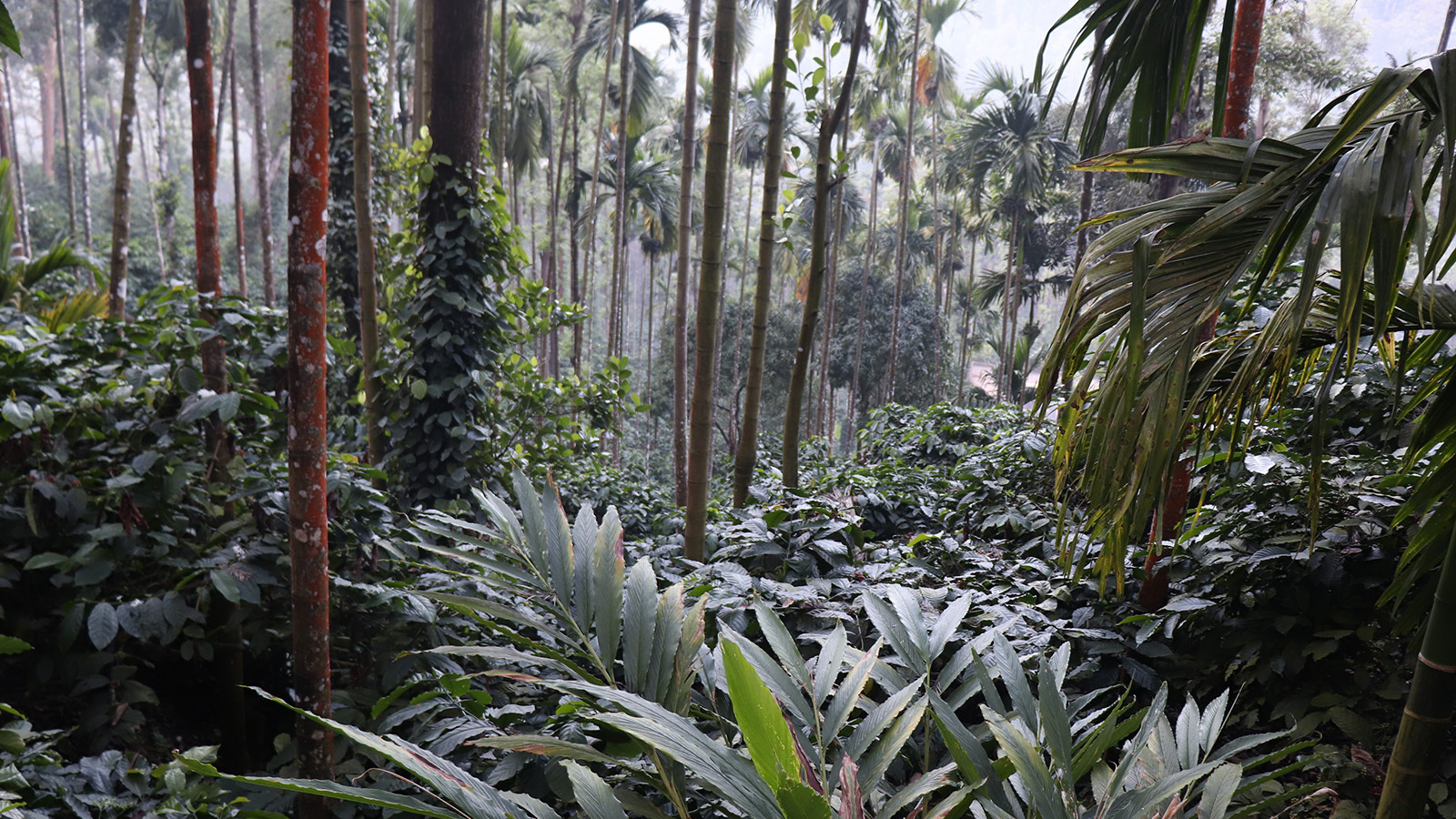 A coffee farm in India