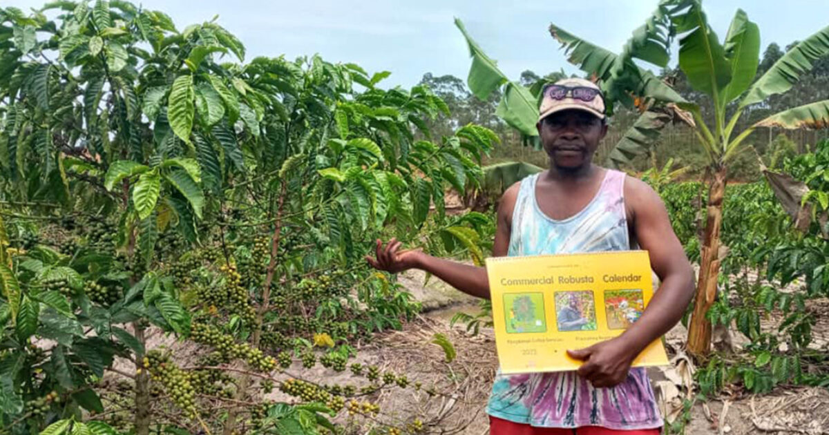 Uganda: Volcafe's Regenerative Calendar Guides 23K Farmers