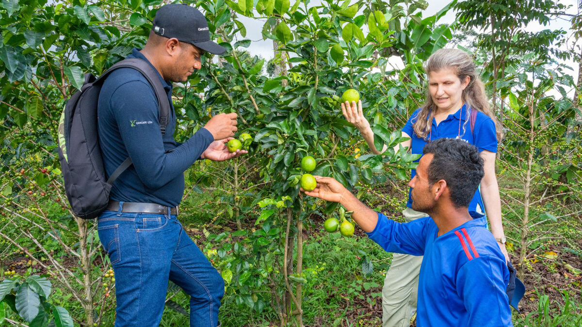 Volcafe Way advisors speak with a farmer about agroforestry