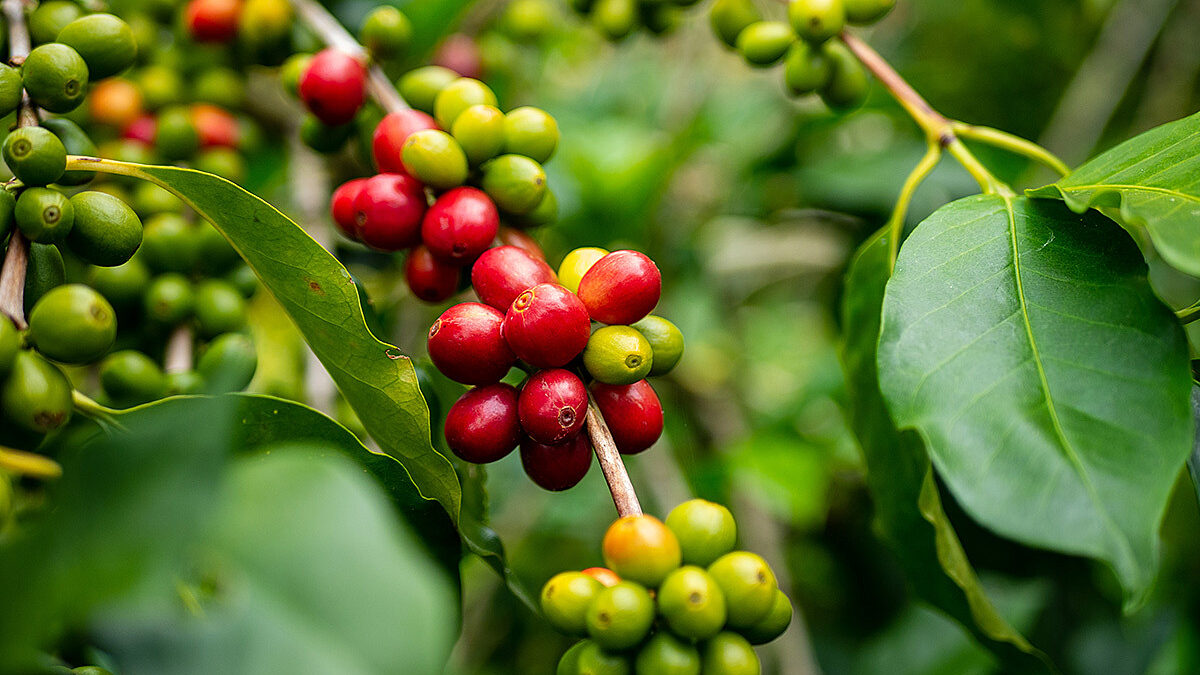 image missing ALT text