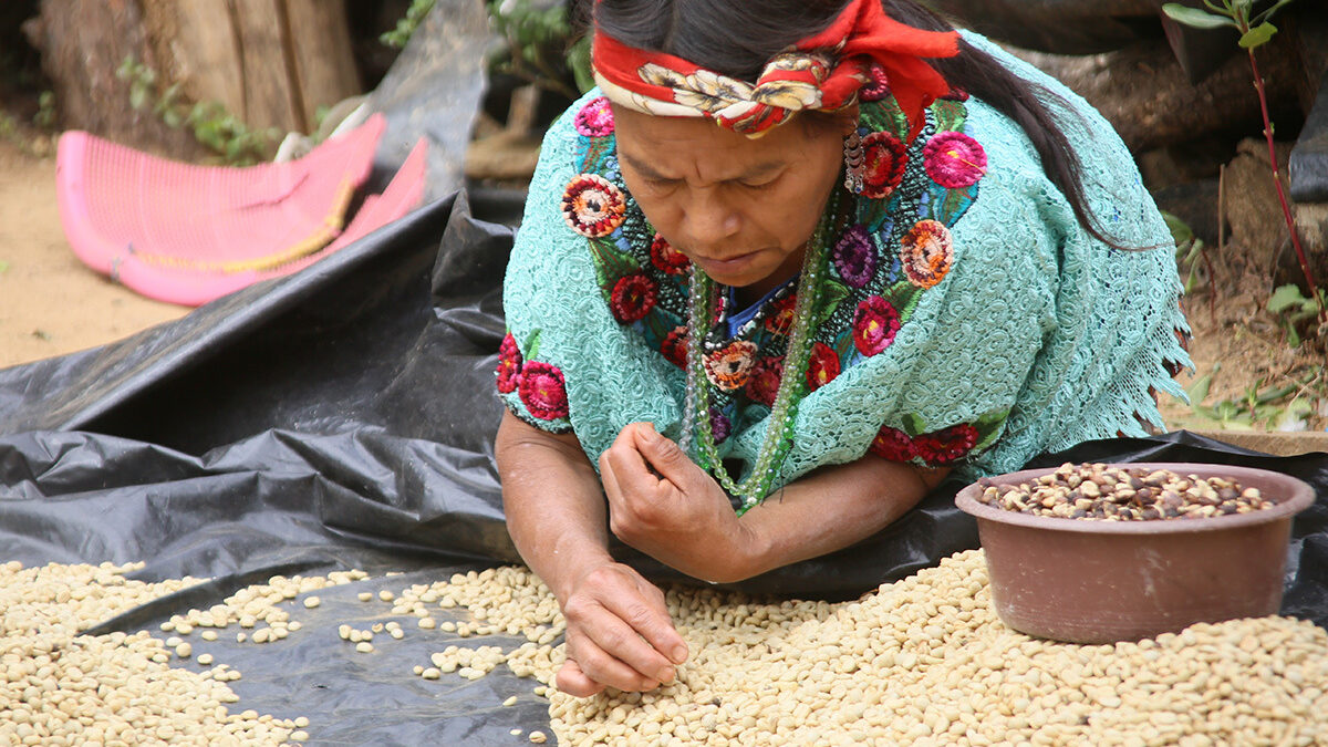 A farmer inspects beans