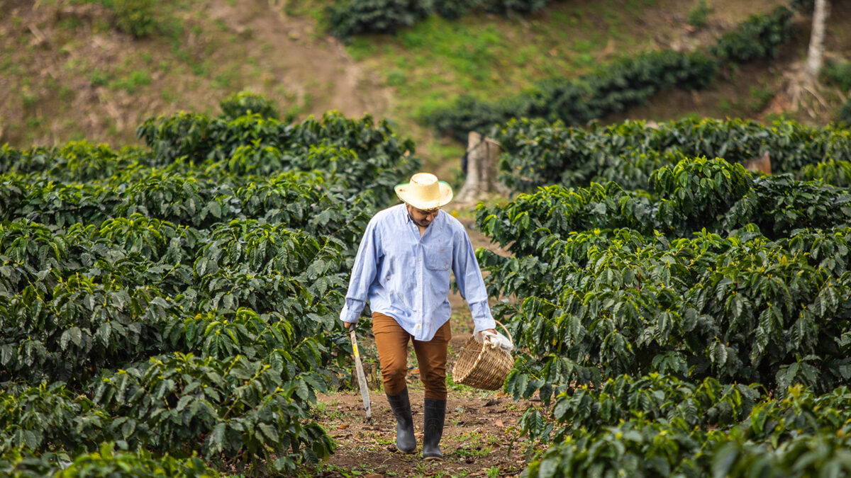 A Honduran farmer climbs a hill