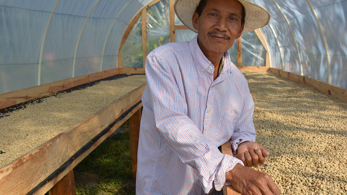 A farmer inspects beans inside a solar dryer