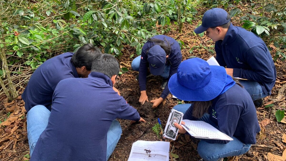 Volcafe staff examine organic matter in the soil