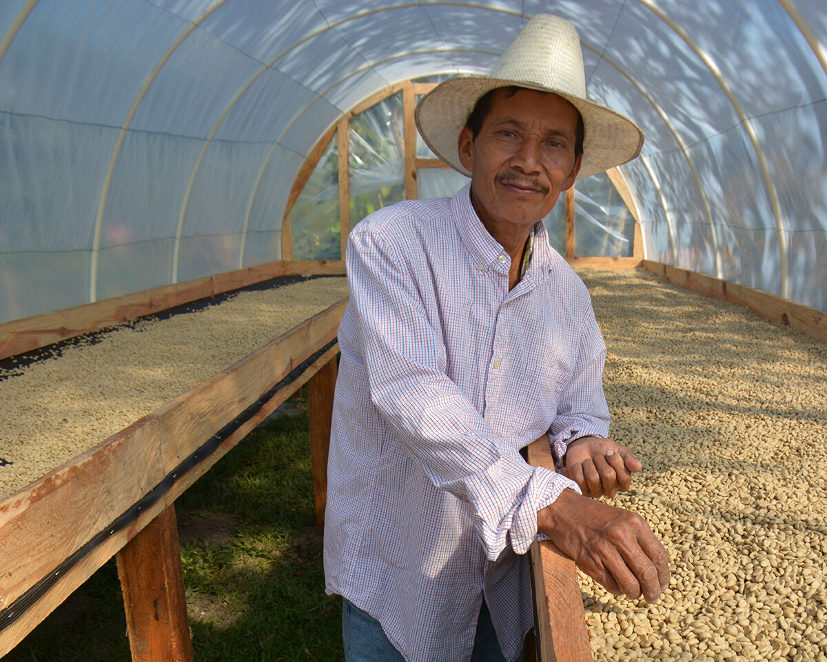 A farmer inspects beans inside a solar dryer