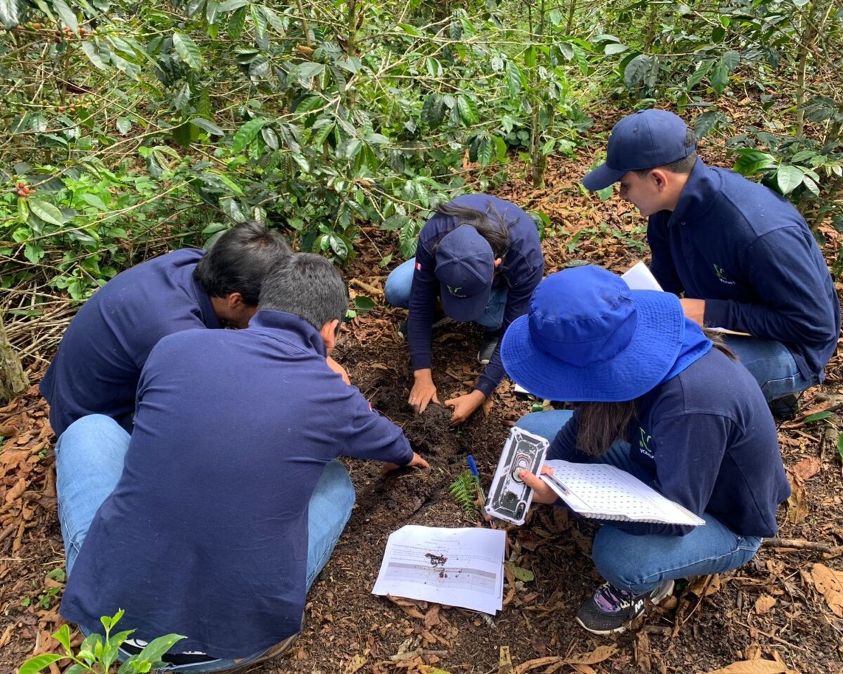 Volcafe staff examine organic matter in the soil
