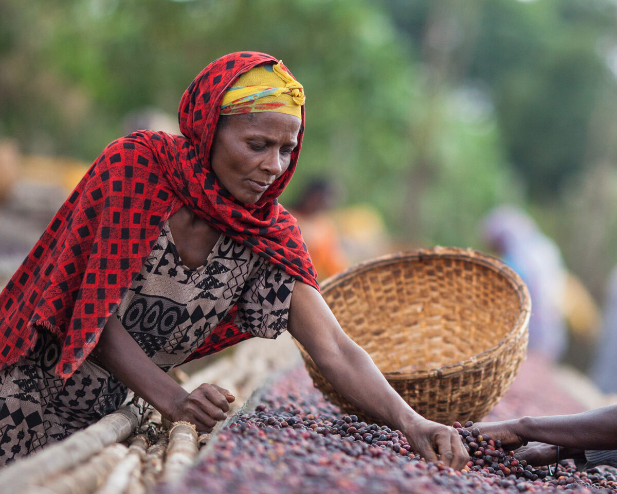 A woman sorts coffee cherries