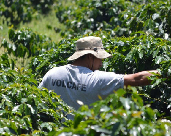 Volcafe field team member with coffee plants