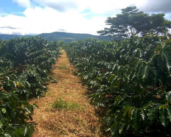 Coffee fields in Colombia's Meta region