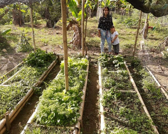 A grocery garden created by the project