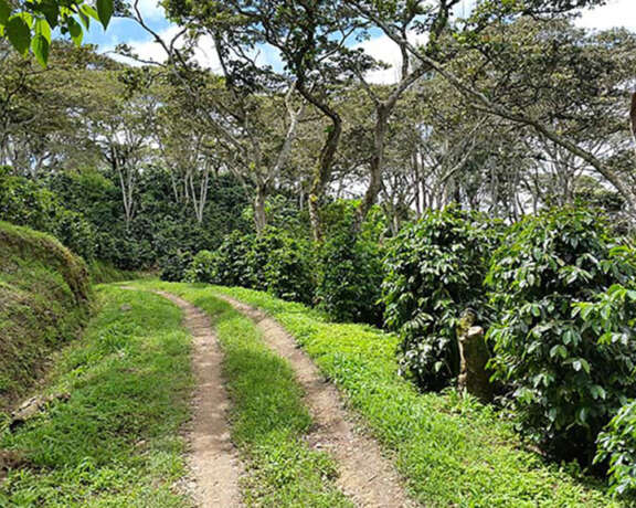 Agroforestry in Honduras.