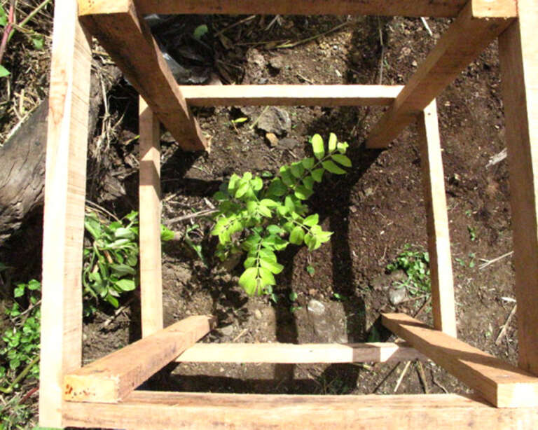 A sapling planted at a farm