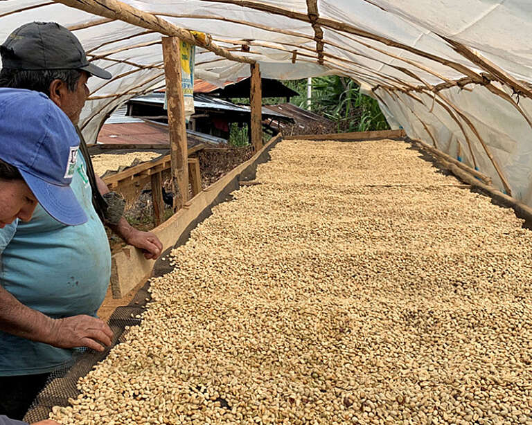 Two people inspect beans in a solar dryer, Peru