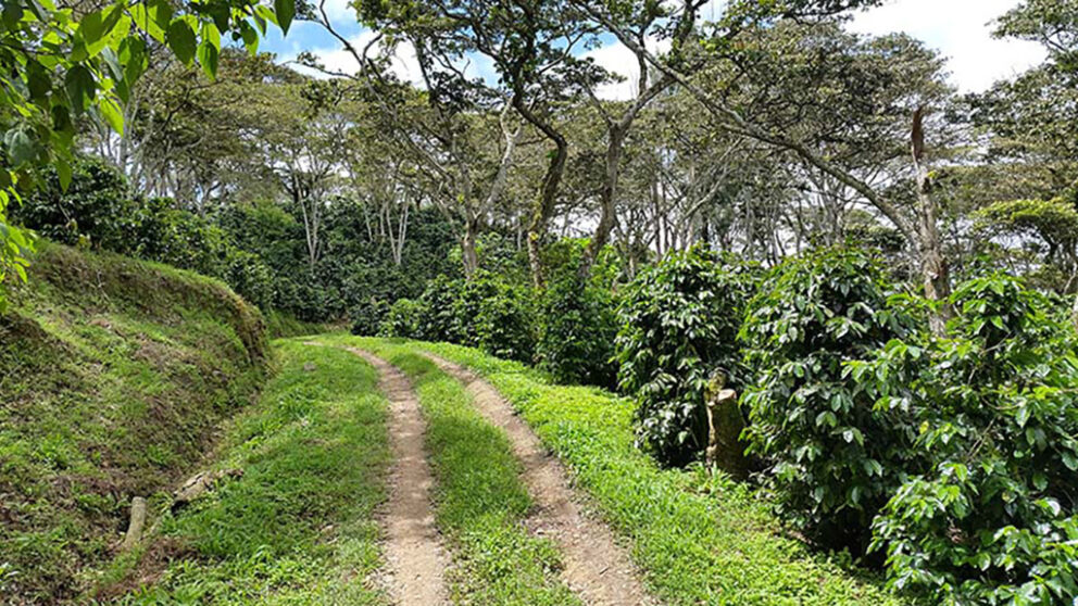 Agroforestry in Honduras.