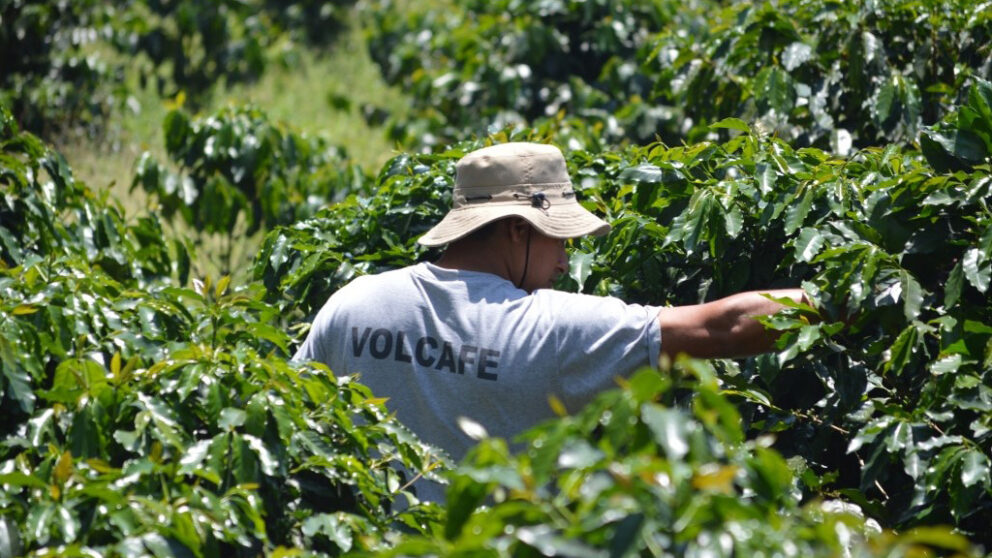 A Volcafe field advisor reaches into a coffee plant