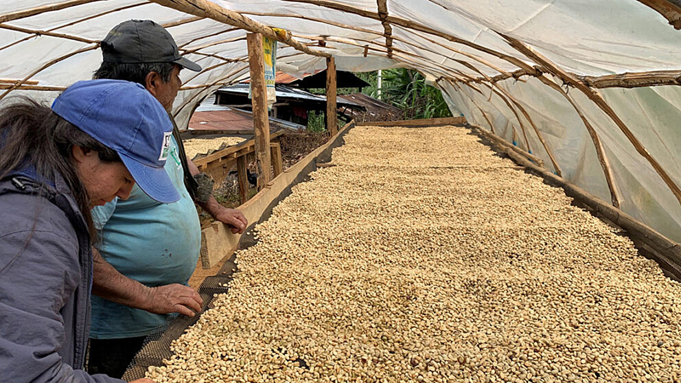 Two people inspect beans in a solar dryer, Peru