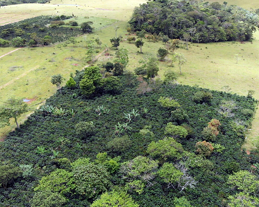 Aerial view of agroforestry and coffee