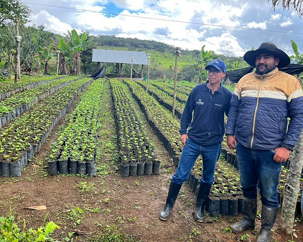 Coffee seedlings in Colombia