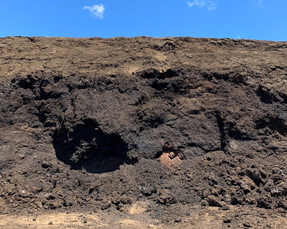 A large pile of compost made from coffee pulp