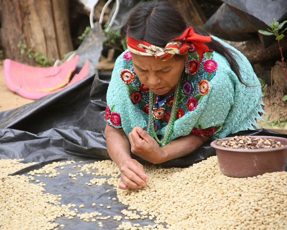 A farmer inspects beans