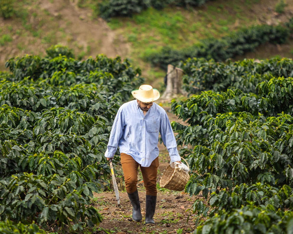 A Honduran farmer climbs a hill