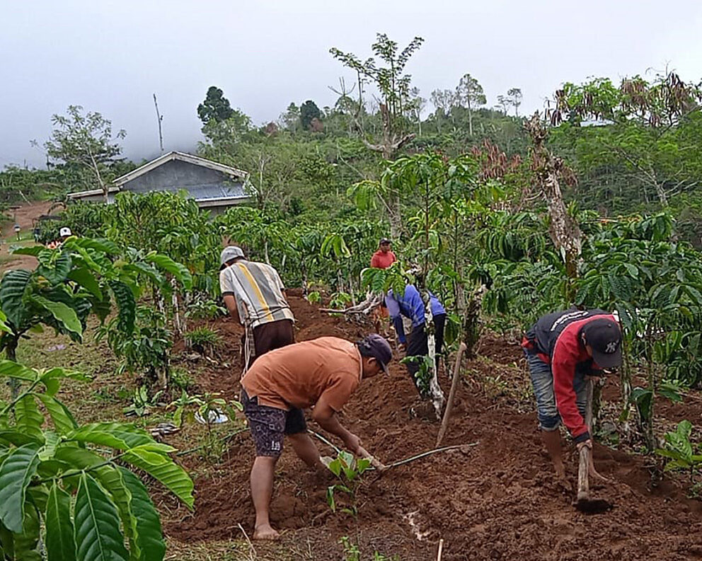 Mulching can help sustain coffee plants