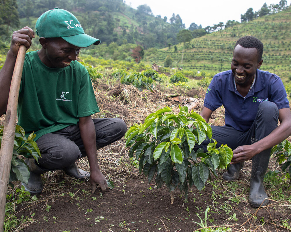 A coffee seedling planted to rejuvenate a farm, Uganda