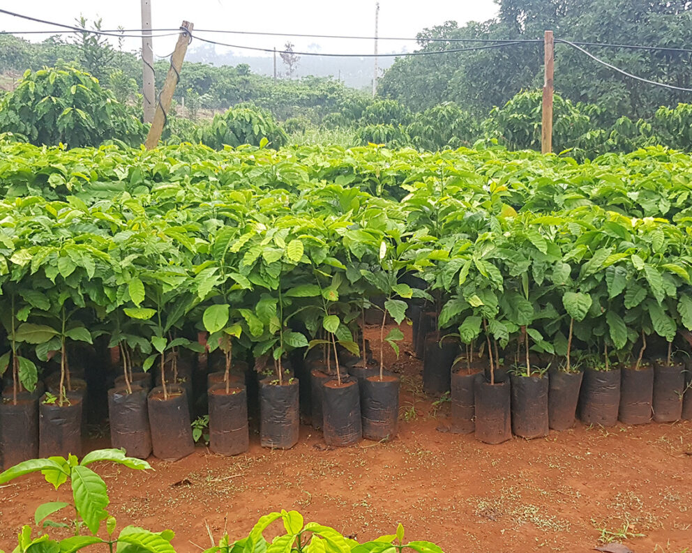 New coffee seedlings for farm rejuvenation